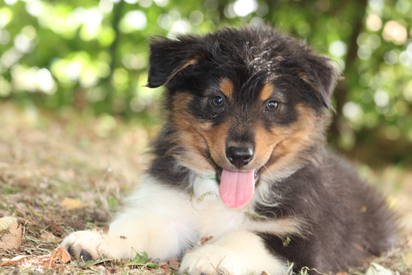 White Snow Sheperds - Chiots disponibles - Berger Australien