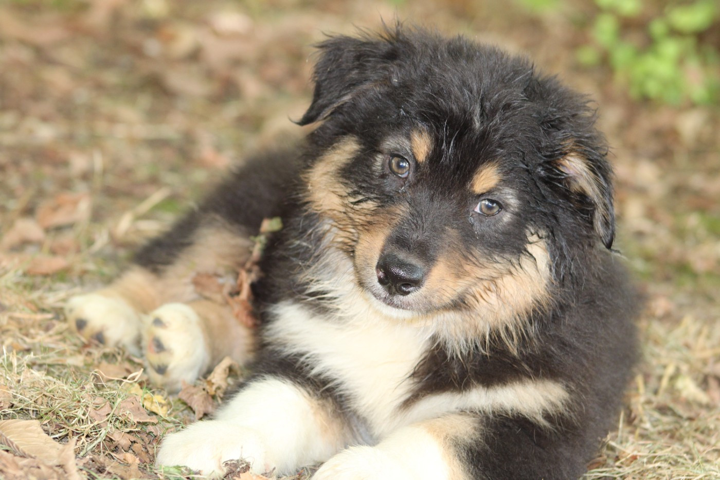 White Snow Sheperds - Chiots disponibles - Berger Australien