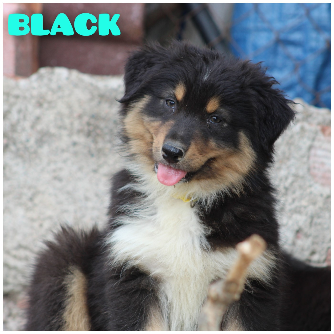 White Snow Sheperds - Chiots disponibles - Berger Australien
