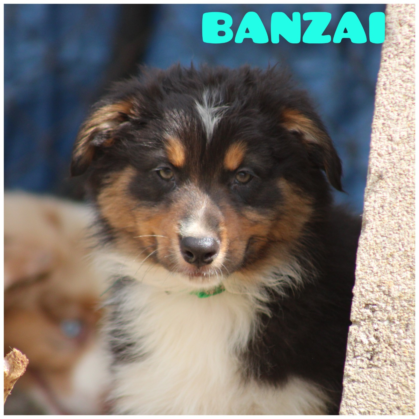 White Snow Sheperds - Chiots disponibles - Berger Australien