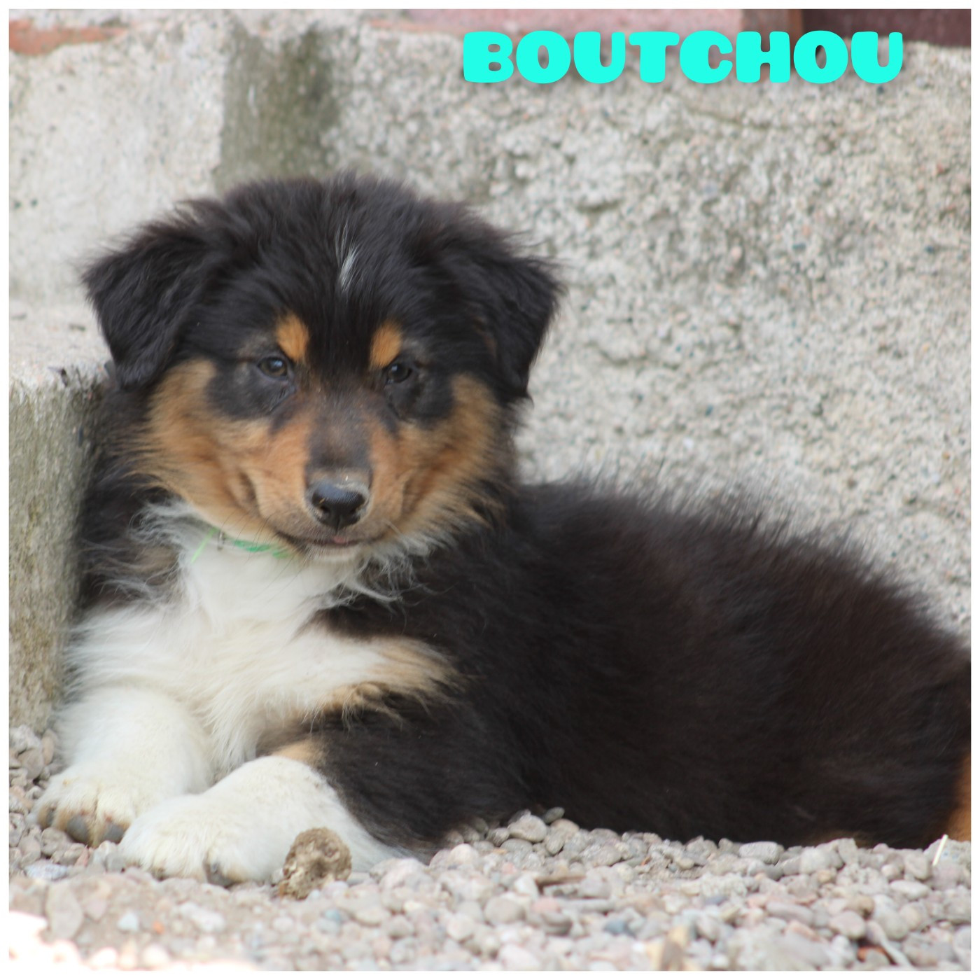 White Snow Sheperds - Chiots disponibles - Berger Australien