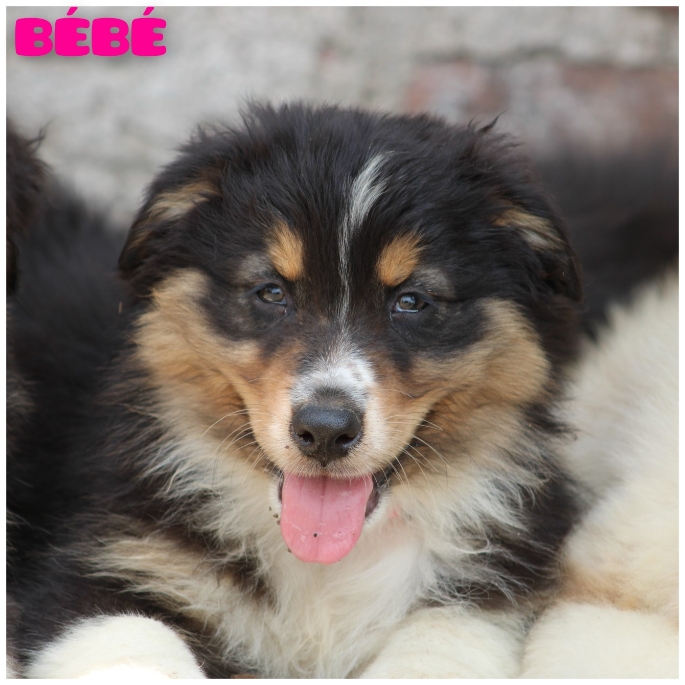 White Snow Sheperds - Chiots disponibles - Berger Australien