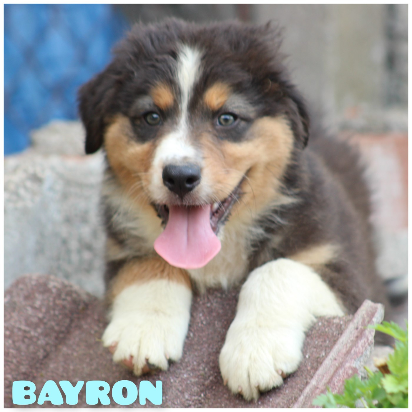 White Snow Sheperds - Chiots disponibles - Berger Australien