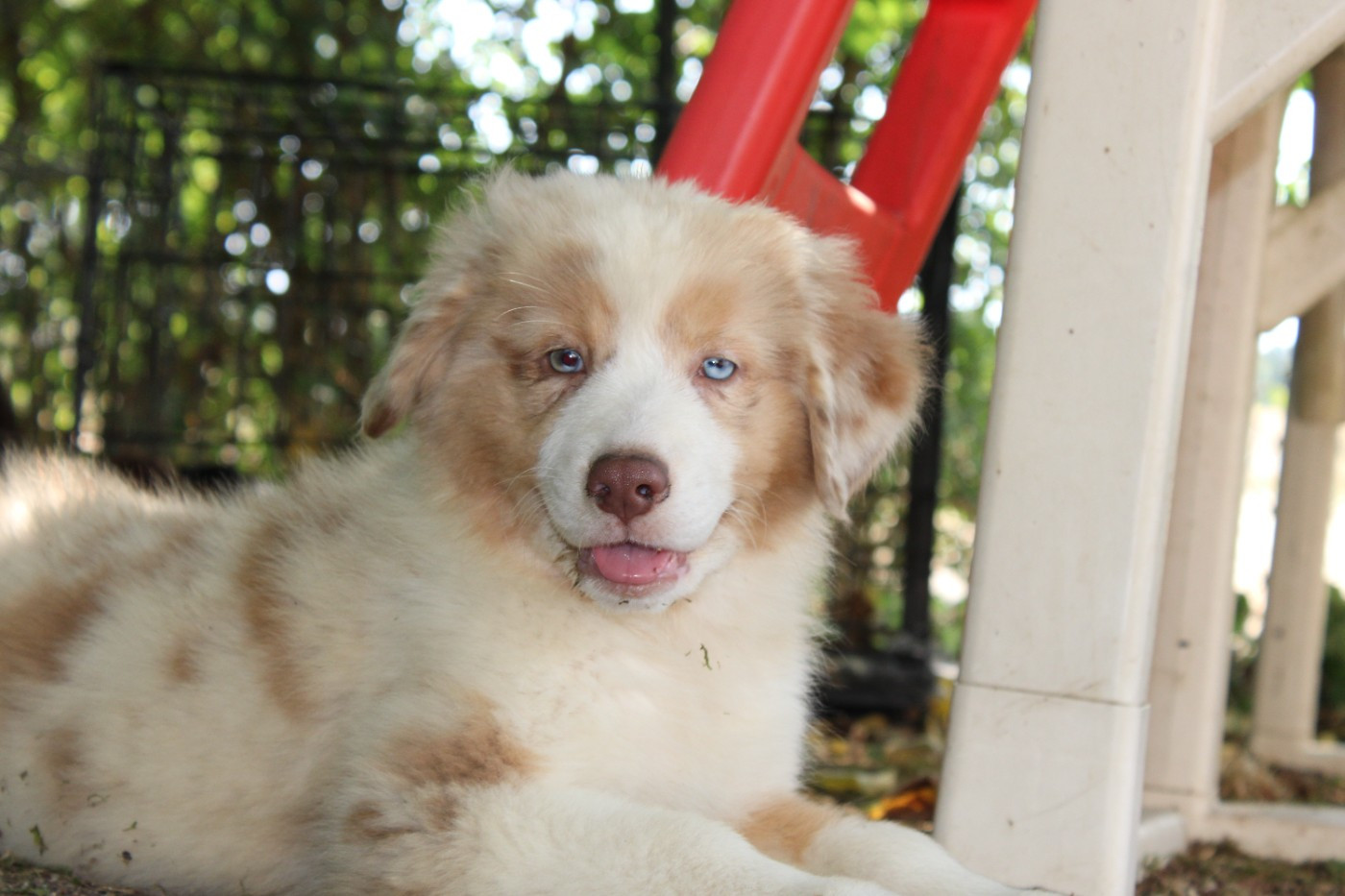 White Snow Sheperds - Chiots disponibles - Berger Australien
