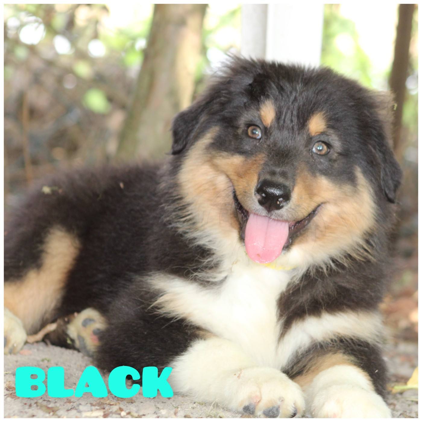 White Snow Sheperds - Chiots disponibles - Berger Australien