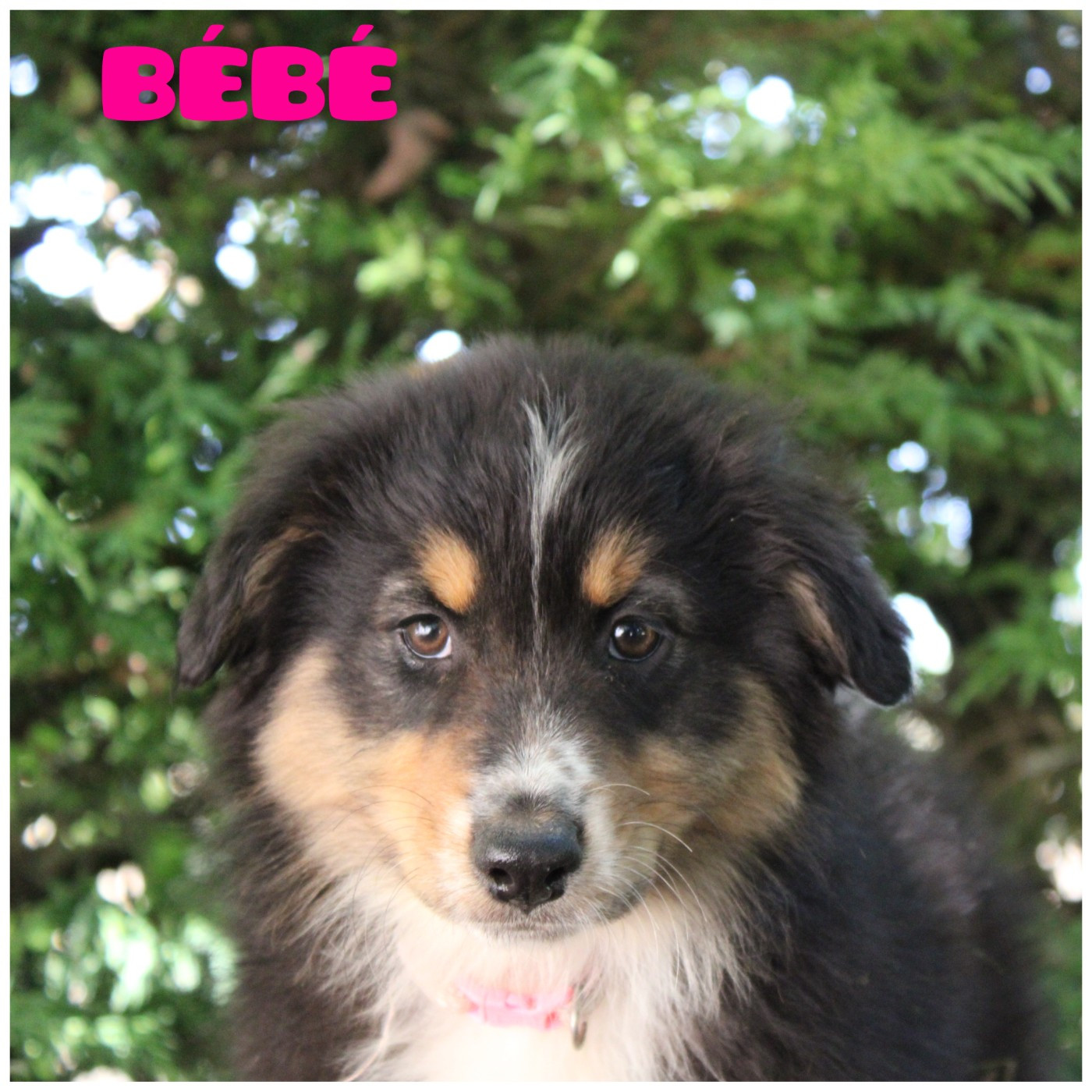 White Snow Sheperds - Chiots disponibles - Berger Australien