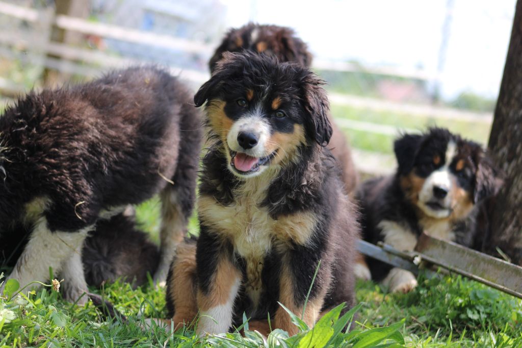 White Snow Sheperds - Chiots disponibles - Berger Australien