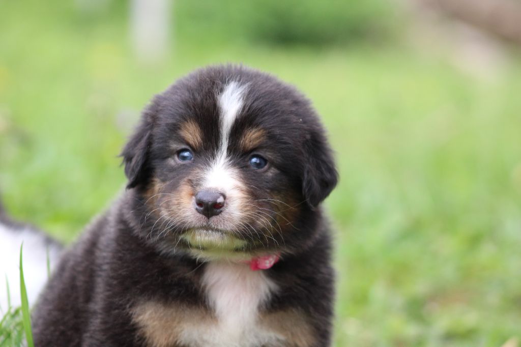 White Snow Sheperds - Chiots disponibles - Berger Australien