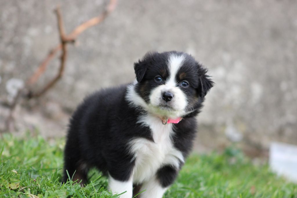 White Snow Sheperds - Chiots disponibles - Berger Australien