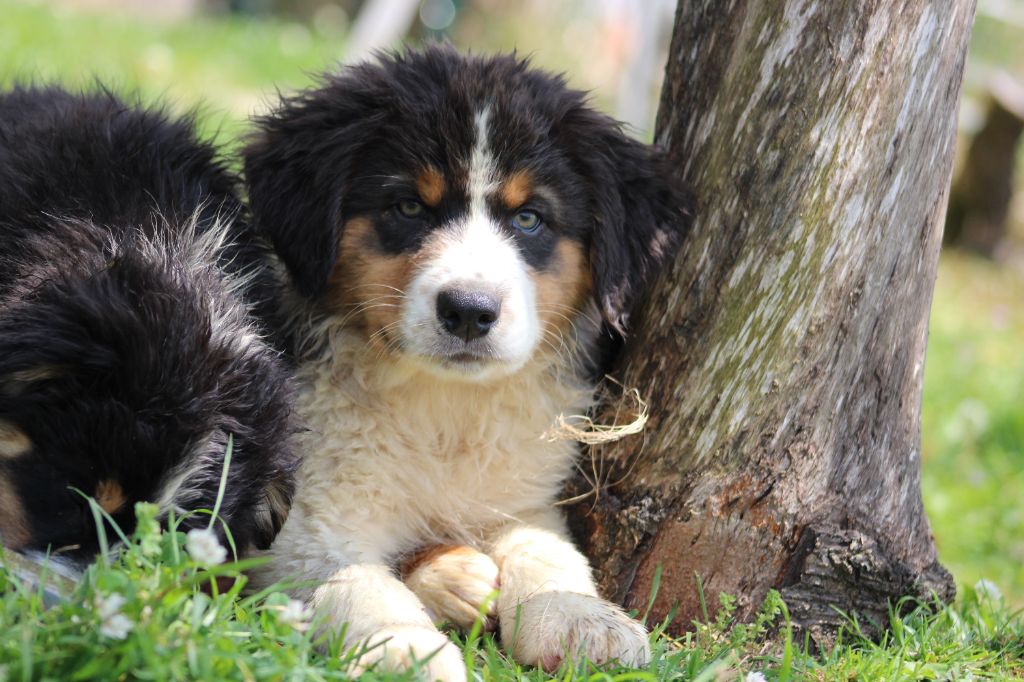 White Snow Sheperds - Chiots disponibles - Berger Australien