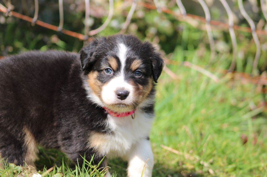 White Snow Sheperds - Chiots disponibles - Berger Australien