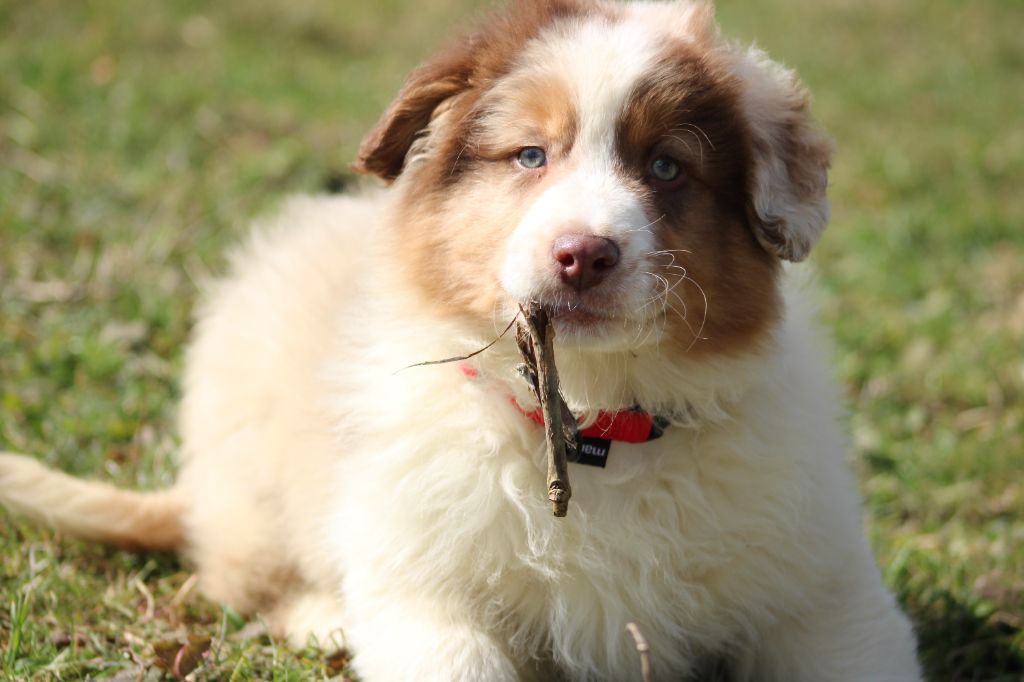 White Snow Sheperds - Chiots disponibles - Berger Australien