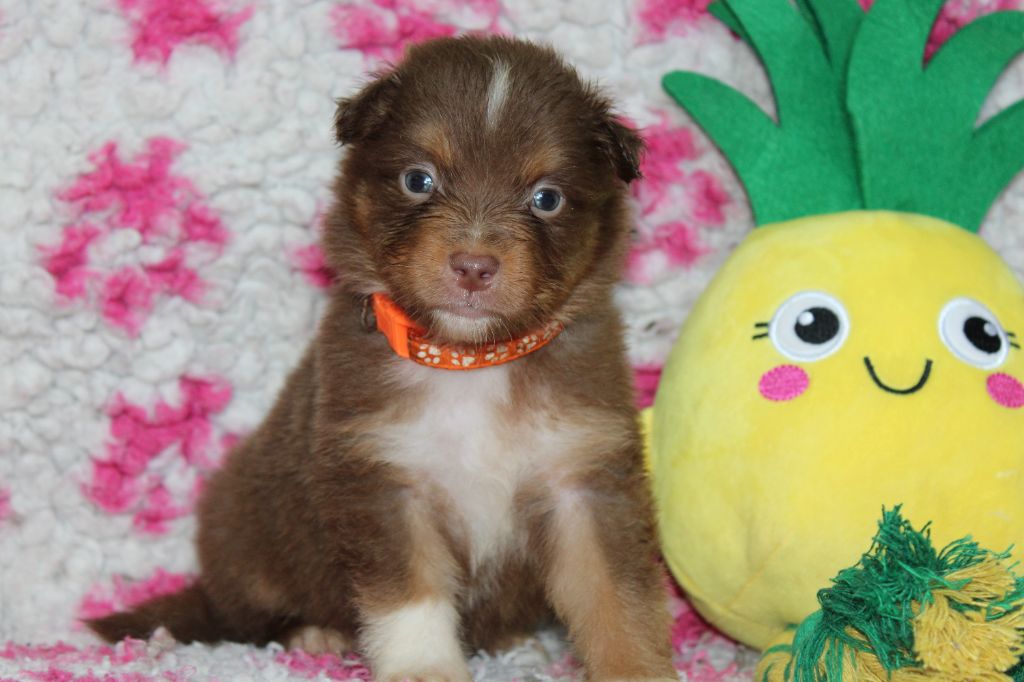 White Snow Sheperds - Chiots disponibles - Berger Australien