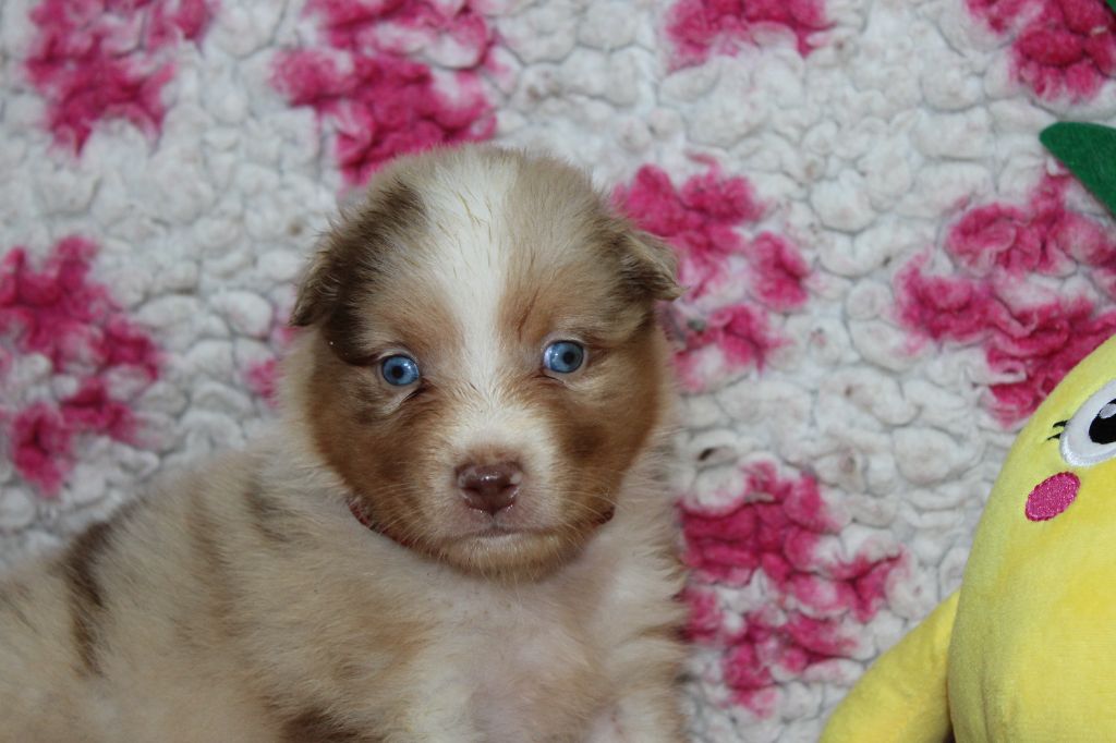 White Snow Sheperds - Chiots disponibles - Berger Australien