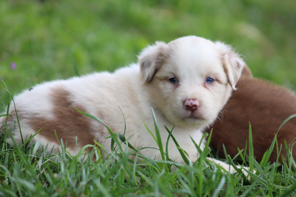 White Snow Sheperds - Chiots disponibles - Berger Australien