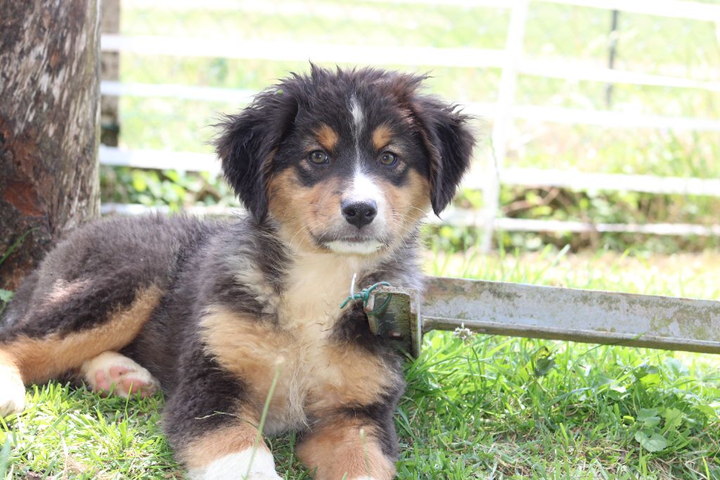 White Snow Sheperds - Chiots disponibles - Berger Australien