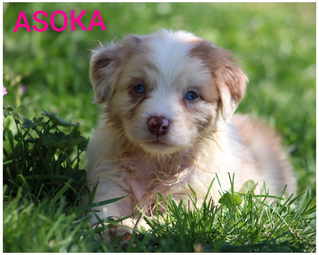 White Snow Sheperds - Chiots disponibles - Berger Australien