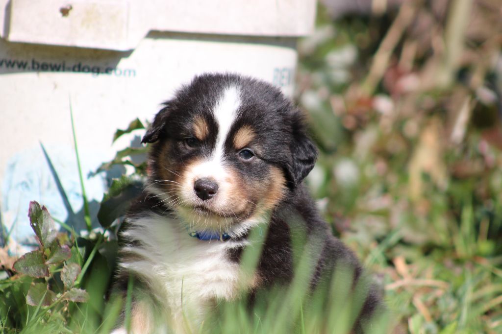 White Snow Sheperds - Chiots disponibles - Berger Australien