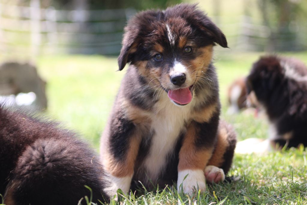 White Snow Sheperds - Chiots disponibles - Berger Australien