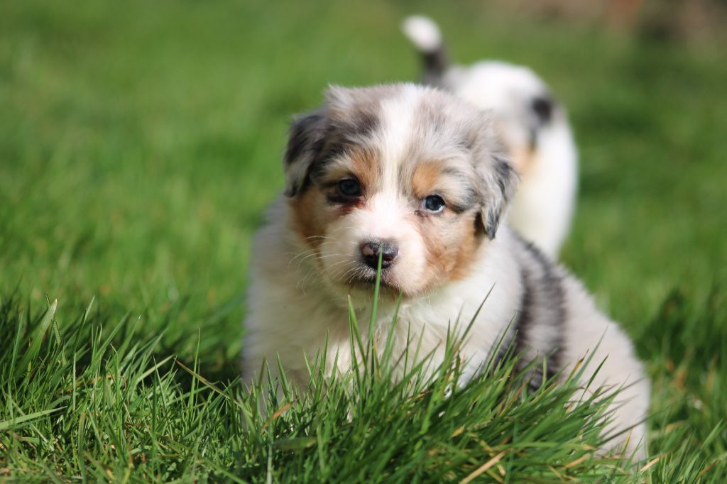 White Snow Sheperds - Chiots disponibles - Berger Australien