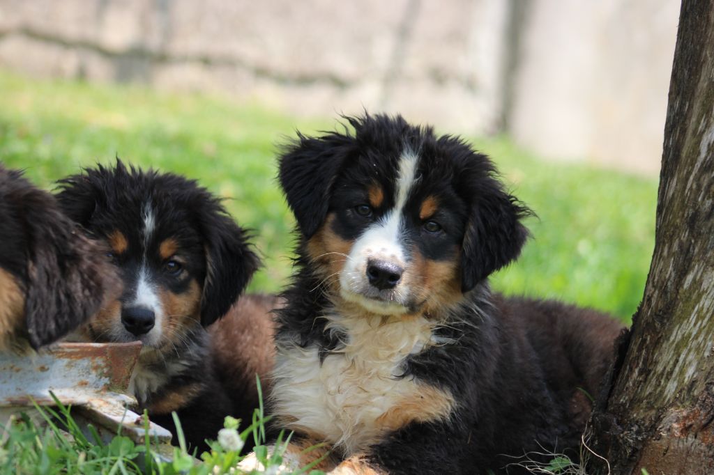 White Snow Sheperds - Chiots disponibles - Berger Australien