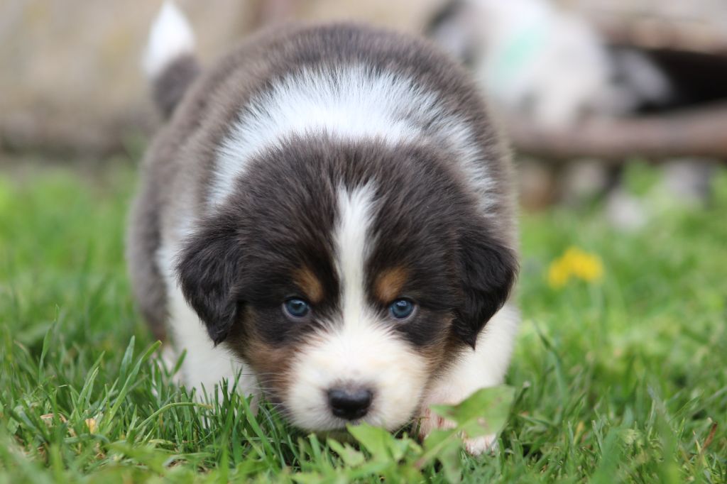 White Snow Sheperds - Chiots disponibles - Berger Australien