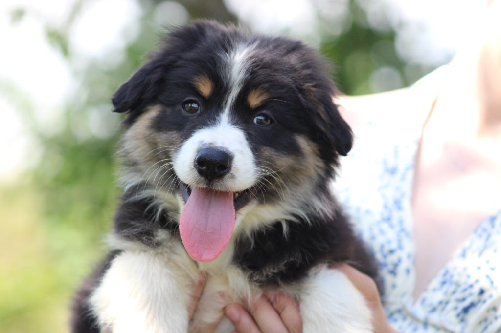 White Snow Sheperds - Chiots disponibles - Berger Australien