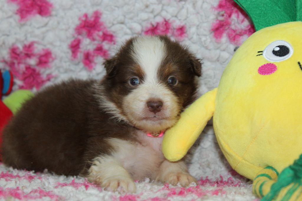 White Snow Sheperds - Chiots disponibles - Berger Australien