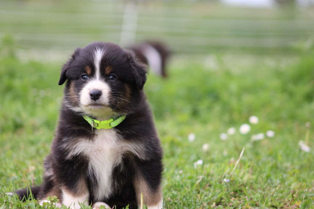 White Snow Sheperds - Chiots disponibles - Berger Australien