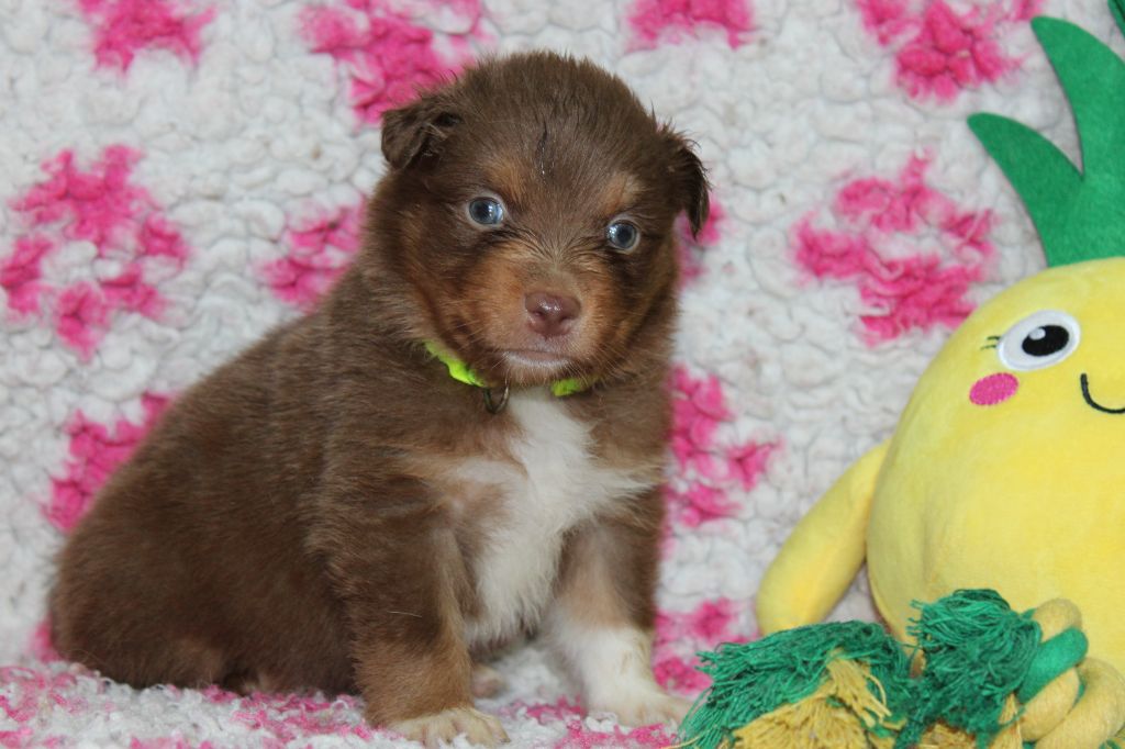 White Snow Sheperds - Chiots disponibles - Berger Australien