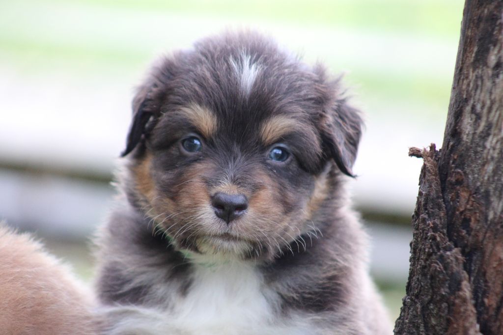 White Snow Sheperds - Chiots disponibles - Berger Australien