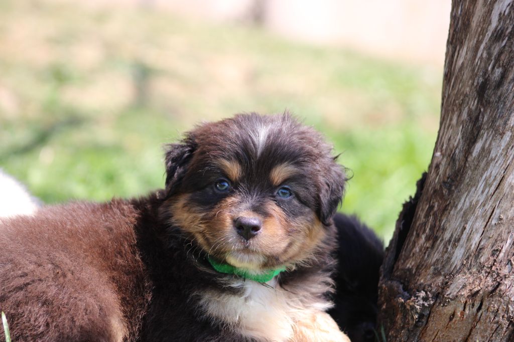 White Snow Sheperds - Chiots disponibles - Berger Australien