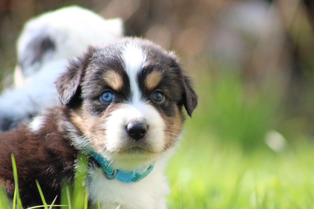 White Snow Sheperds - Chiots disponibles - Berger Australien