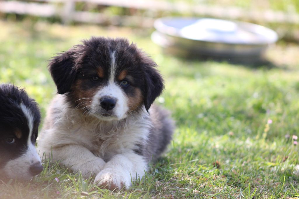 White Snow Sheperds - Chiots disponibles - Berger Australien
