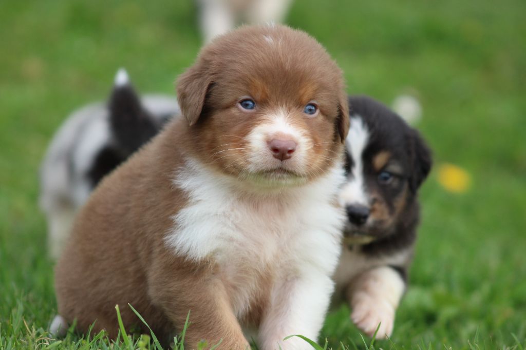 White Snow Sheperds - Chiots disponibles - Berger Australien