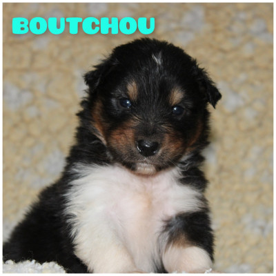 Boutchou