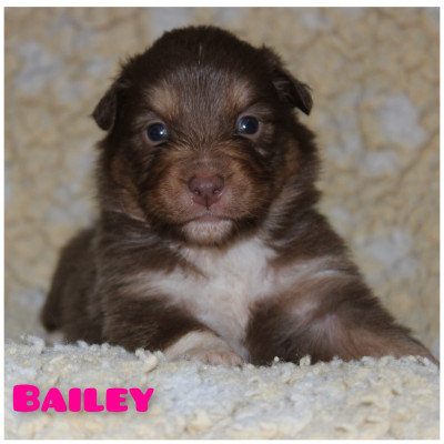 Bailey
