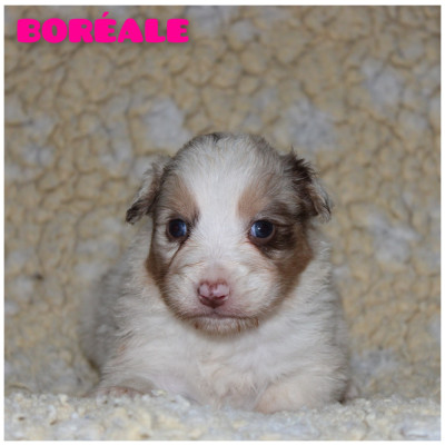 Boréale