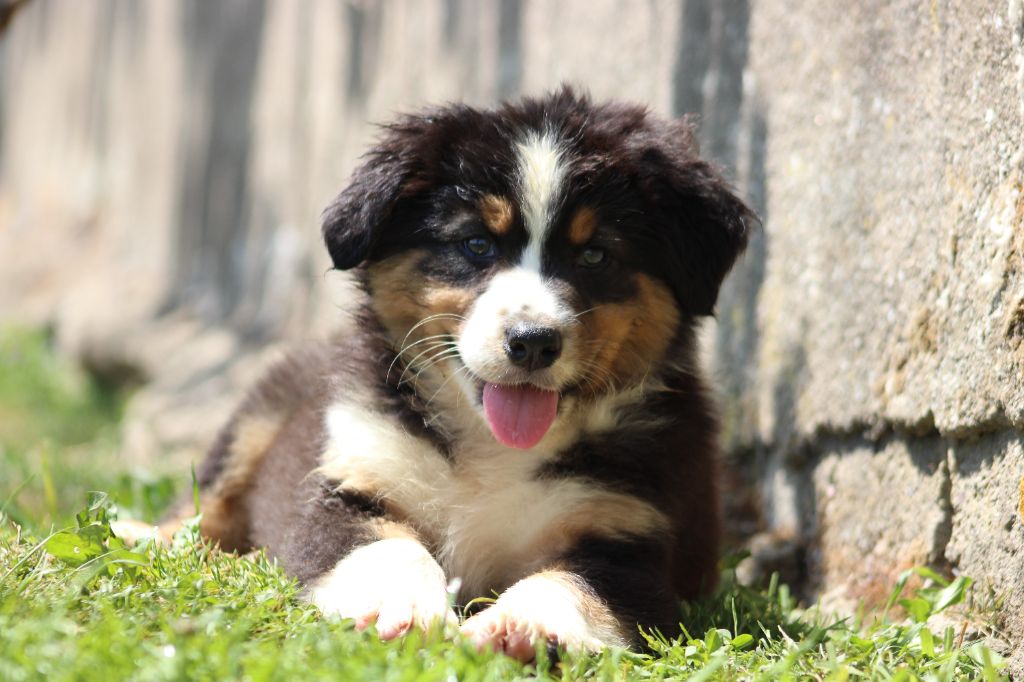 White Snow Sheperds - Chiots disponibles - Berger Australien