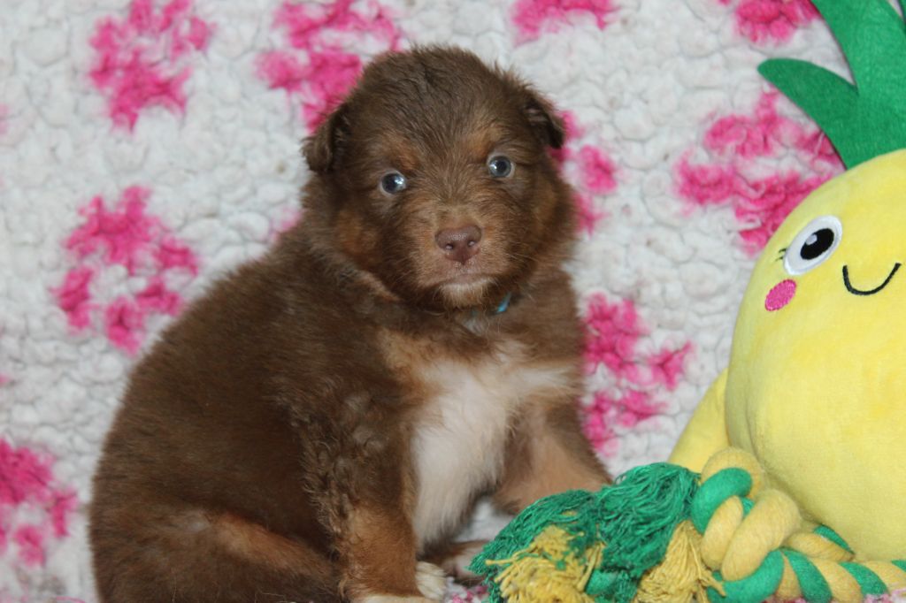 White Snow Sheperds - Chiots disponibles - Berger Australien