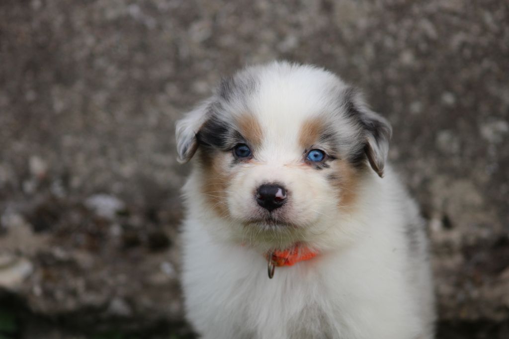 White Snow Sheperds - Chiots disponibles - Berger Australien