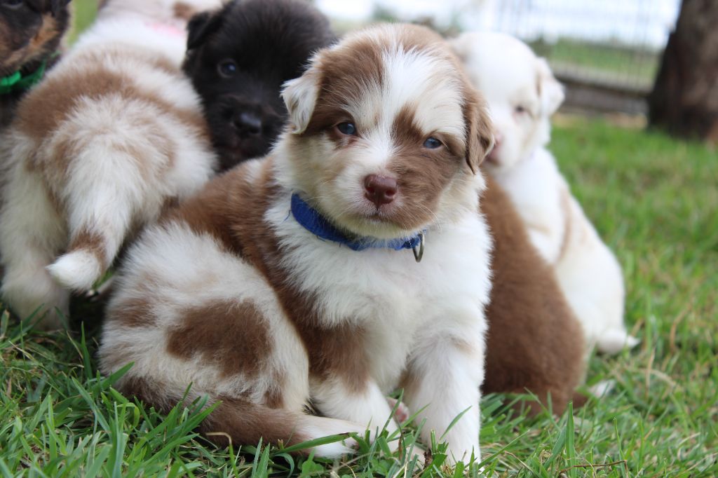 White Snow Sheperds - Chiots disponibles - Berger Australien
