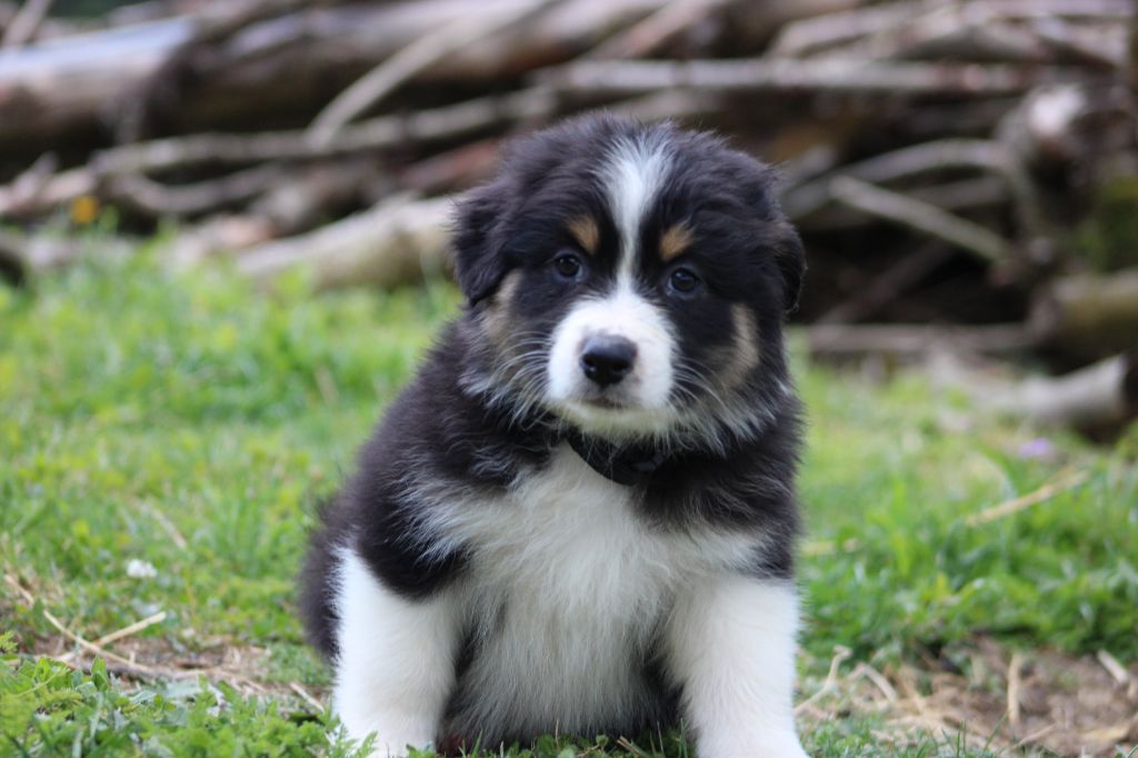 White Snow Sheperds - Chiots disponibles - Berger Australien