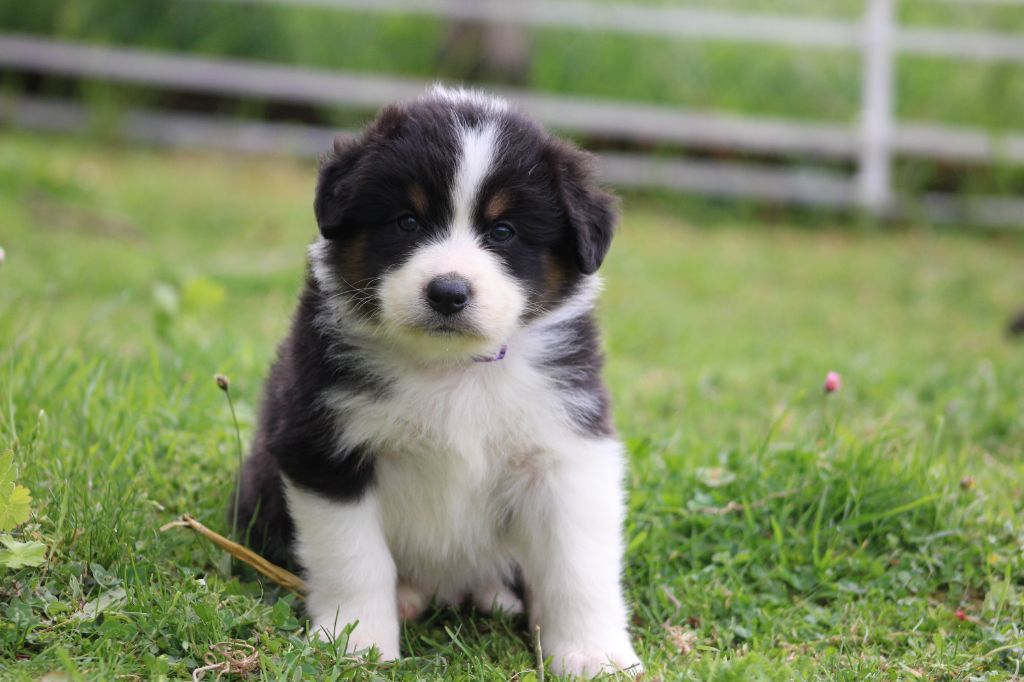 White Snow Sheperds - Chiots disponibles - Berger Australien