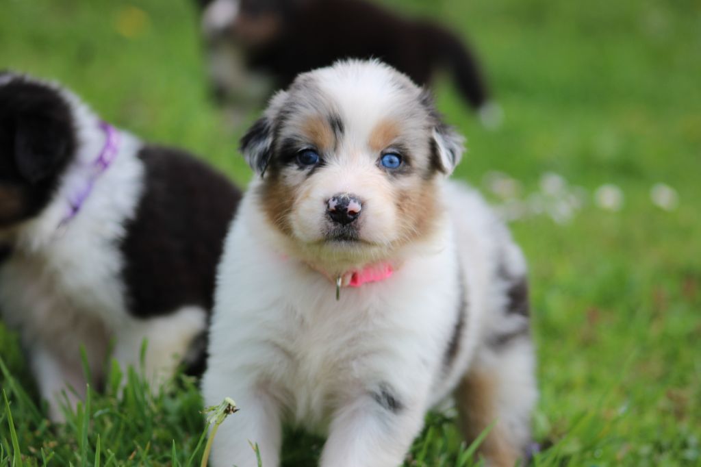 White Snow Sheperds - Chiots disponibles - Berger Australien