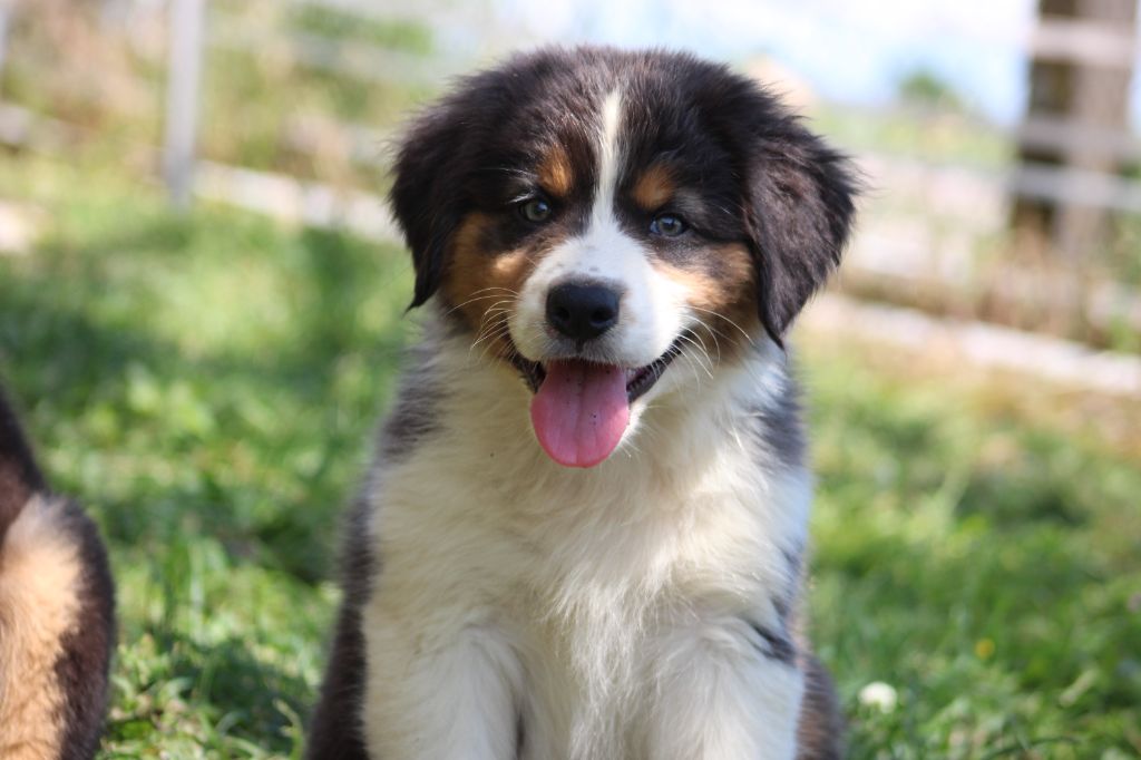 White Snow Sheperds - Chiots disponibles - Berger Australien