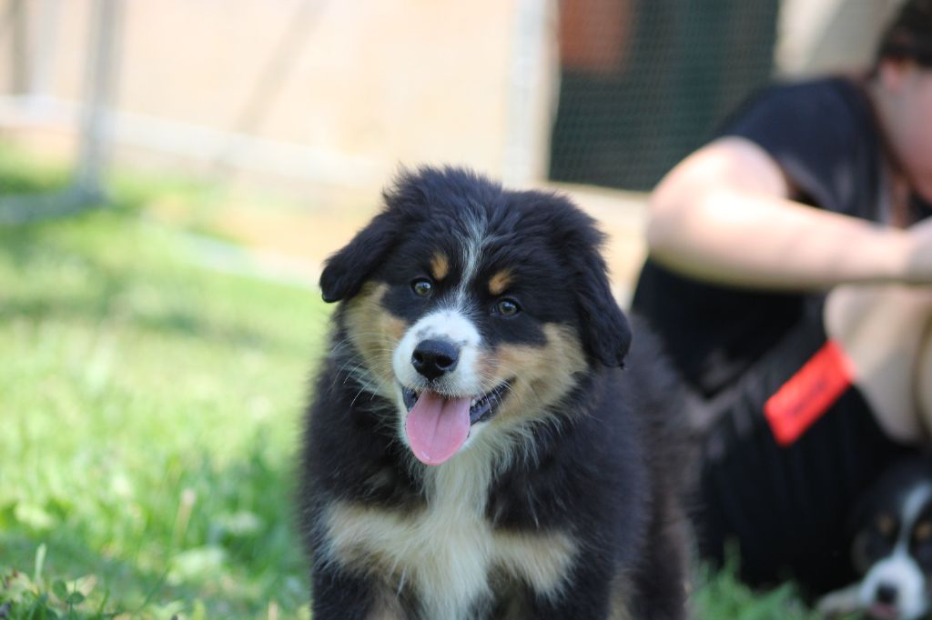 White Snow Sheperds - Chiots disponibles - Berger Australien