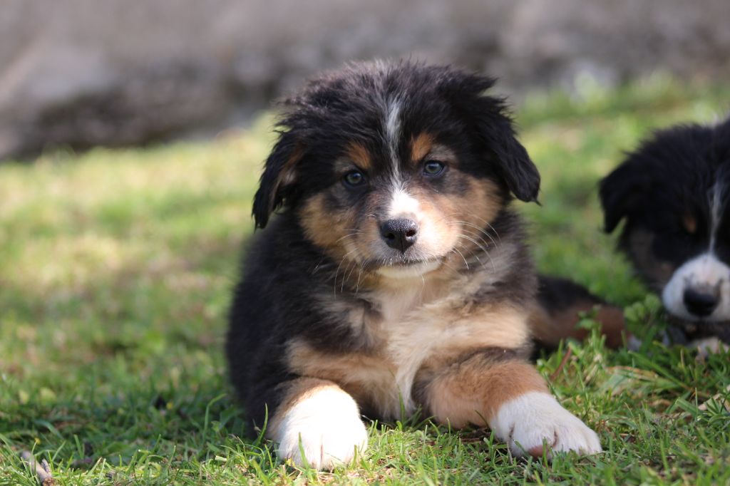 White Snow Sheperds - Chiots disponibles - Berger Australien