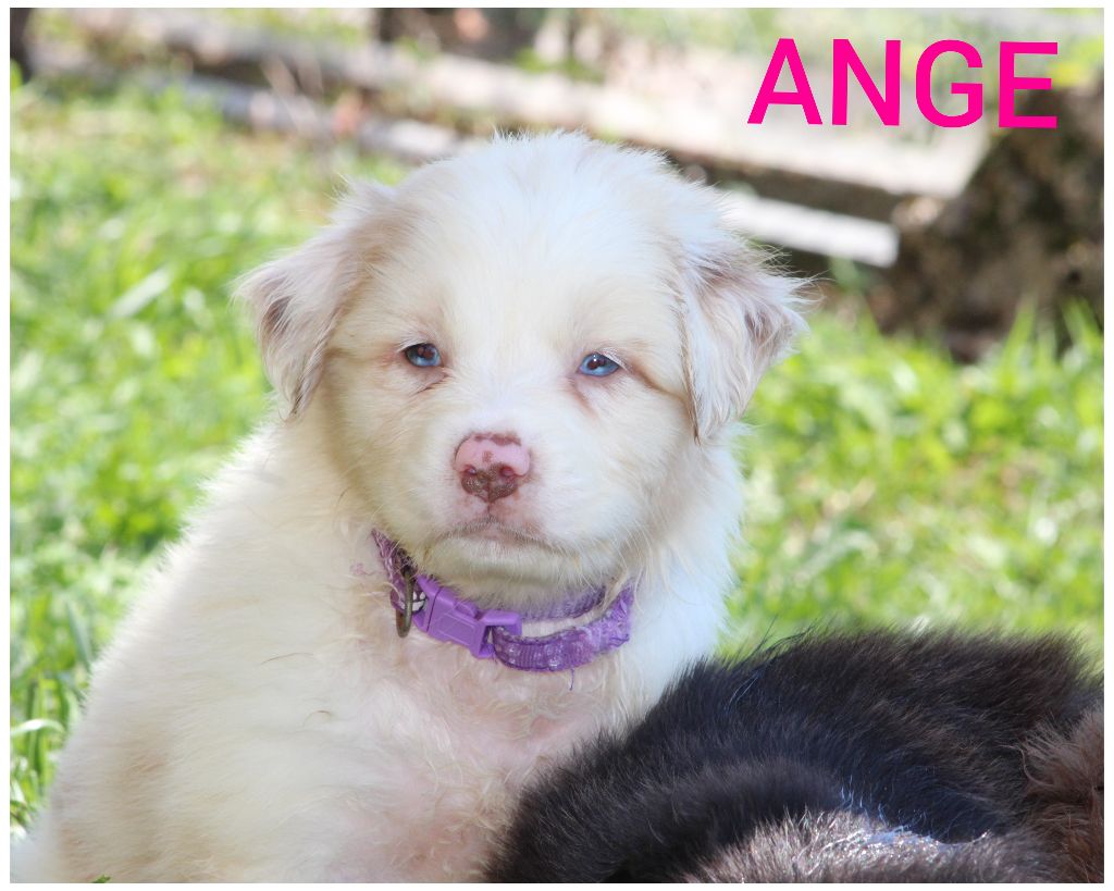 White Snow Sheperds - Chiots disponibles - Berger Australien