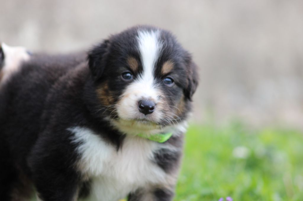 White Snow Sheperds - Chiots disponibles - Berger Australien